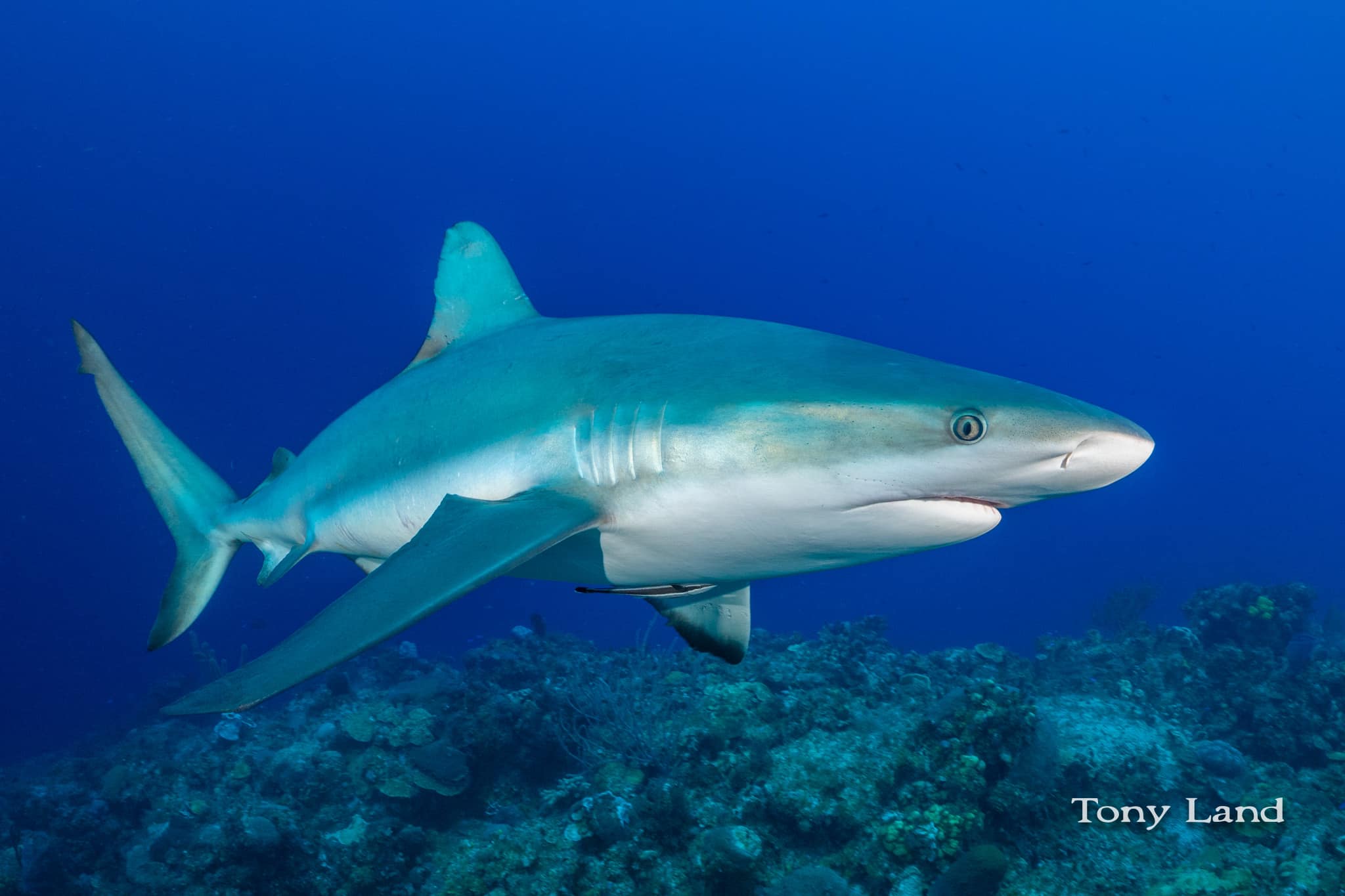 All-Inclusive Diving Package